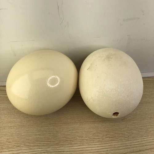 Blank ostrich egg shells for - ostrich,