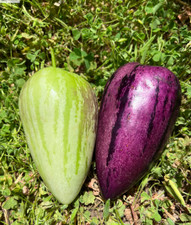 Delicious pepino melon - 8,