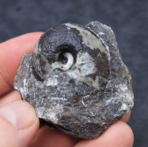 Ammonite fossile minerale