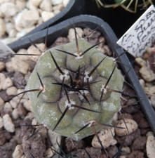 Copiapoa cinerea JN-2028
