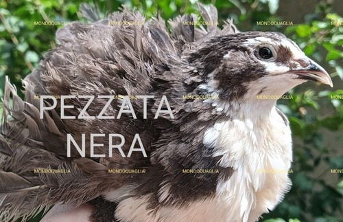 Uova feconde 4 - uova,