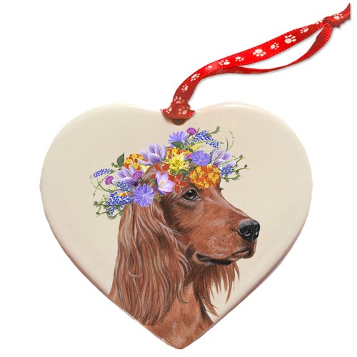 Setter irlandese cane