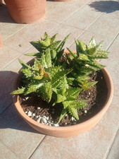 ALOE JUVENNA "DENTE DI TIGRE". COCCIO 21 CM. SPEDIZIONE GRATUITA!!!