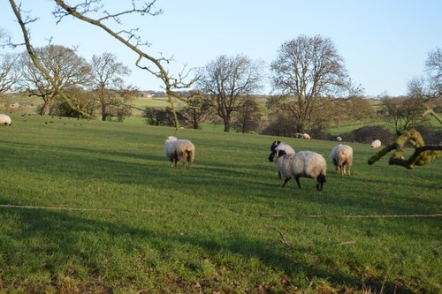 Photo 6x4 sheep leafield - 6x4,