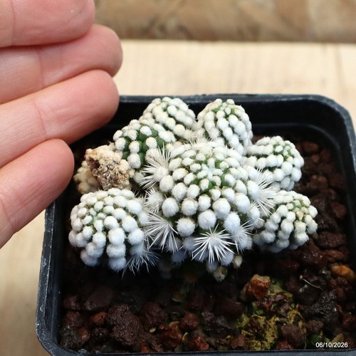 Mammillaria gracilis oruga - mammillaria, cv.