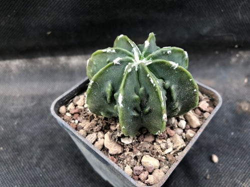 Astrophytum myriostigma - astrophytum, cv