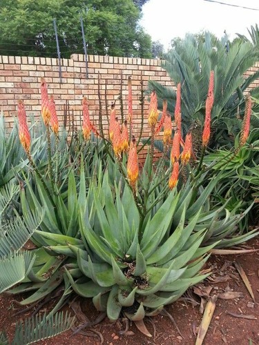 Aloe reitzii reitz 10 - reitz,
