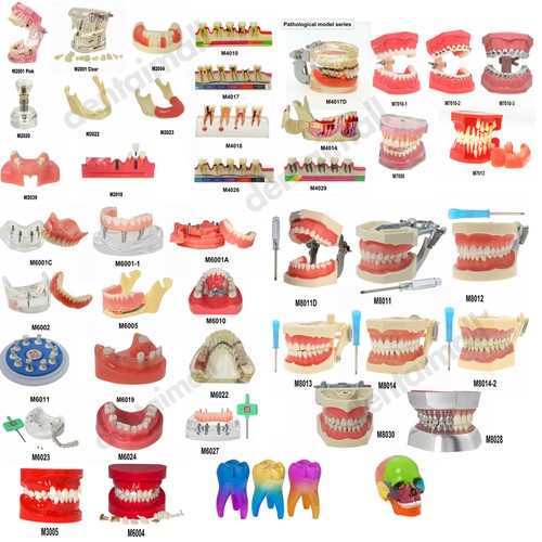 Modello denti multi typodont - denti,