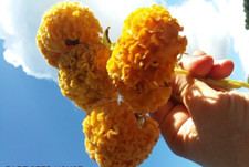 Testa di cervello giallo