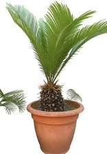 Pianta di CYCAS REVOLUTA
