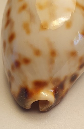 Cypraea tigris pardalis - , golden