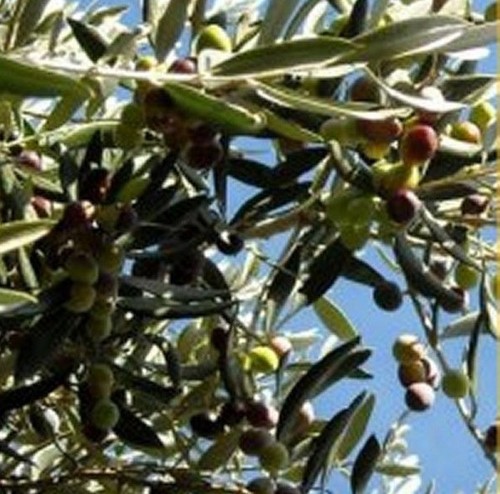 Albero olivo cima melfi - olivo,