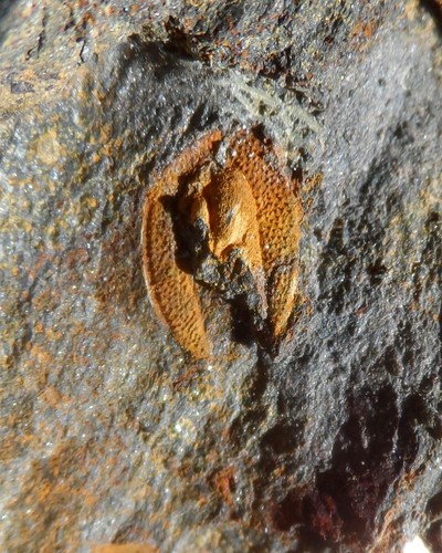 Trilobite ordovicien massif - ordovicien,
