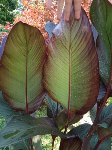 Pianta canna russian red - pianta,