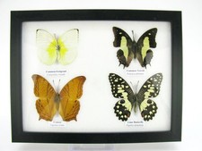 4 farfalle vere, imbottite