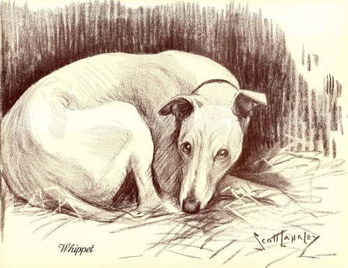 Antica stampa whippet anni 30 - stampa, '30