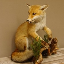 Fuchs Rotfuchs Seduto Aperto