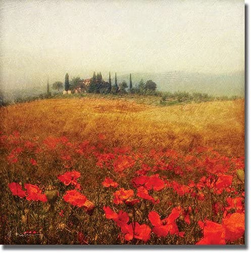 Papaveri toscani amy - toscani,