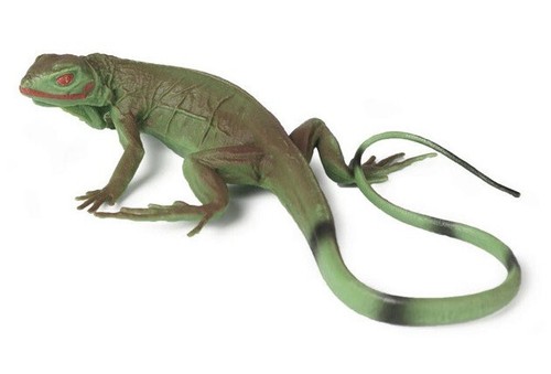 Lucertola iguana animale - iguana,