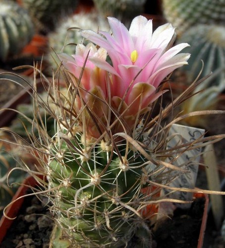 Sclerocactus spinosior - , v