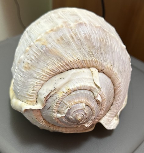 Conchiglia cassis tassellata - conchiglia,