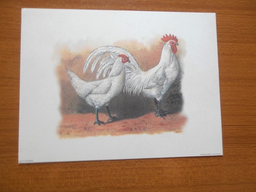 Vecchia stampa galline country - vecchia,