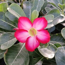 Adenium obesum pink rosa - rosa, del