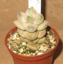 Crassula mooglow variegata - crassula, cv
