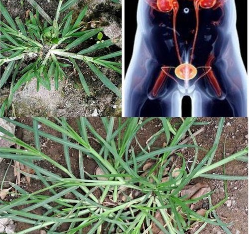 Erba oca paragis essiccata - erba,