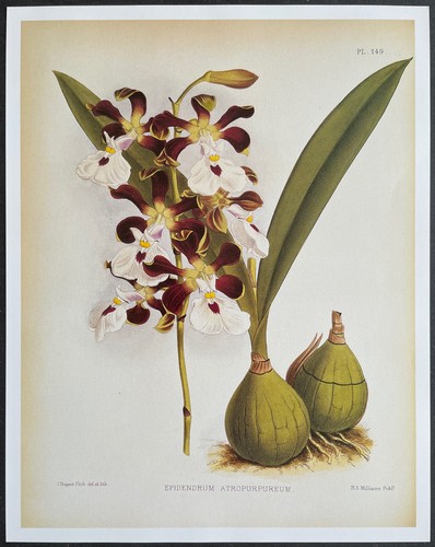 Botanique orchidées - botanique,
