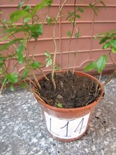 10 piante piantine ligustro gigante sempreverde ligustrum in vaso numerato L14