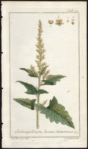 1800 zorn icones - icones, plantarum
