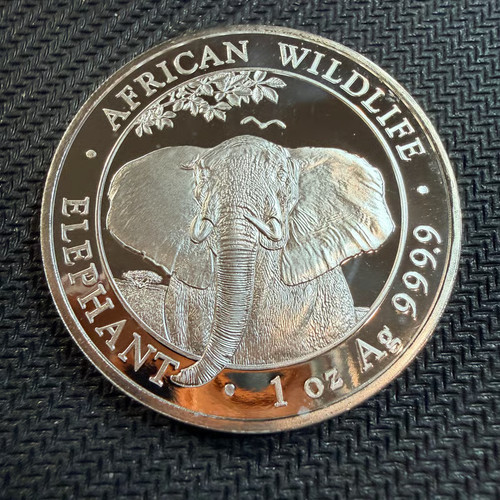 2021 somalia elefante africano - somalia,