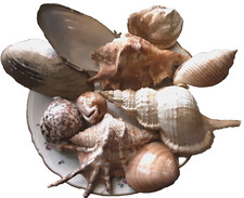 Conchiglie del'900. Gruppo 10