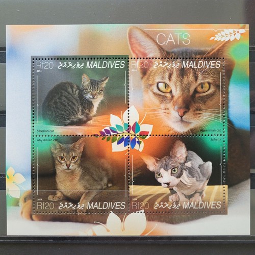 Maldive 2014 gatti domestici - maldive,