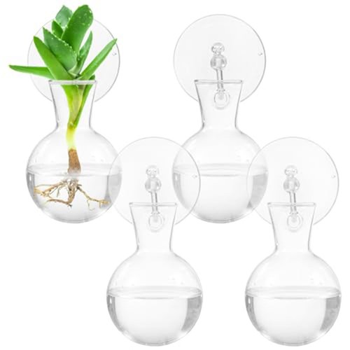 Vaso bulbo vaso propagazione