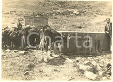 1930 circa MISTRETTA (ME) Vitelli all'abbeveratoio FOTO