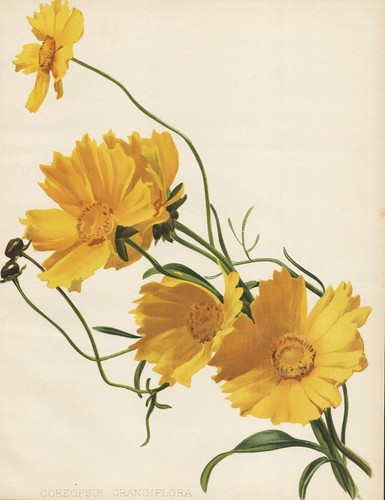 Coreopsis grandiflora occhio - coreopsis,