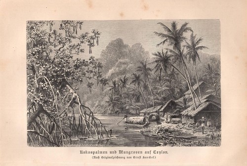 Stampa antica sri lanka ceylon - stampa,