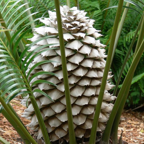 Lepidozamia peroffskyana - ,
