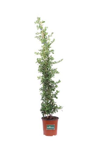 Pianta pyracantha coccinea - di,