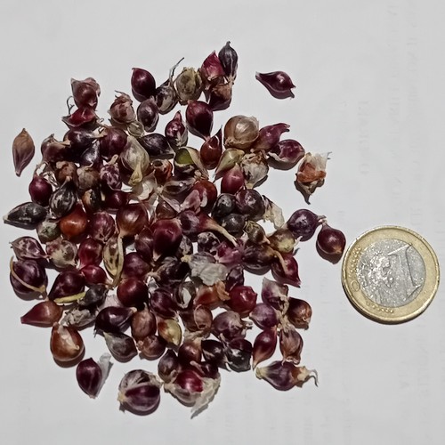 Bulbilli aerei allium - bulbilli,