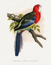 Rosella Parakeet Poster Rose