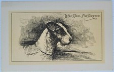 Wire-Hair Fax-Terrier. A.M