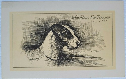 Wire hair fax terrier m - wire-hair, a.m