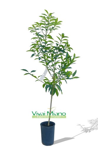 Pianta kumquat mandarino - di, o