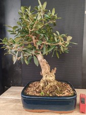 bonsai  olivo  h 50 cm visita