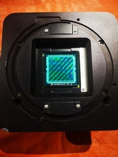 dorso digitale carnival 2020