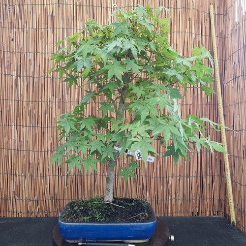 Bonsai acero yamamomijii h - bonsai,