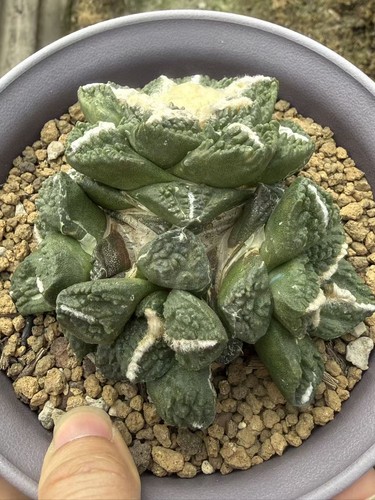 Ariocarpus godzilla - ariocarpus, 'godzilla'